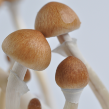 Cubensis Spores